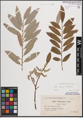 Foto von Salix caprea L. x Salix eleagnos Scop.